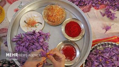 درد خام‌فروشی با راه‌اندازی پالایشگاه گیاهان دارویی درمان می‌شود؟