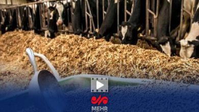 روایت کمیسیون کشاورزی مجلس از انحصار نهاده‌های دامی