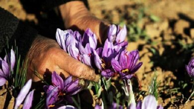 گردش ۸۲ میلیارد تومانی صندوق‌های زعفرانی +قیمت زعفران در بورس کالا