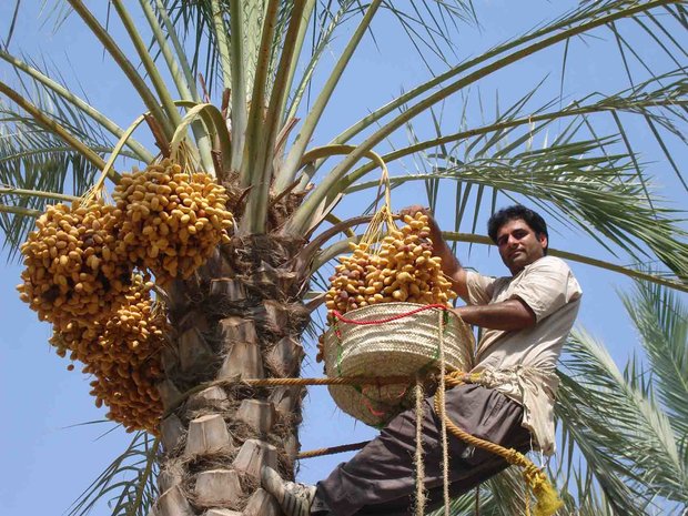 سیستان و بلوچستان بهشت میوه‌های استوایی؛ غفلت از ظرفیت اقتصاد کشاورزی